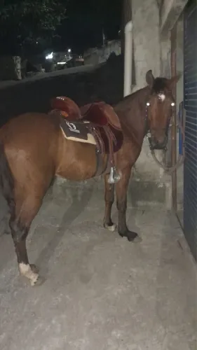vende-se cavalo e égua