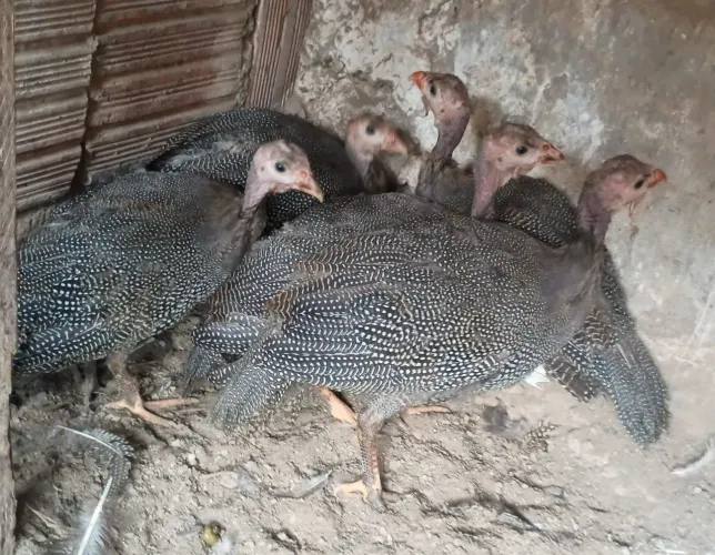 Galinha de Angola