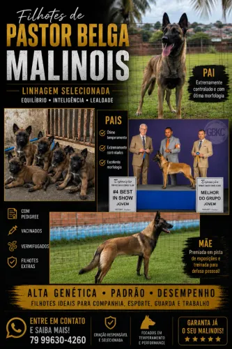 Filhotes Pastor Belga Malinois