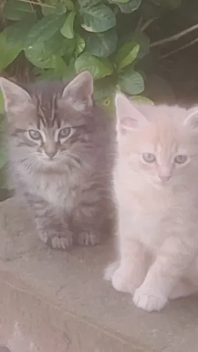 gatinhos pra adoção responsável