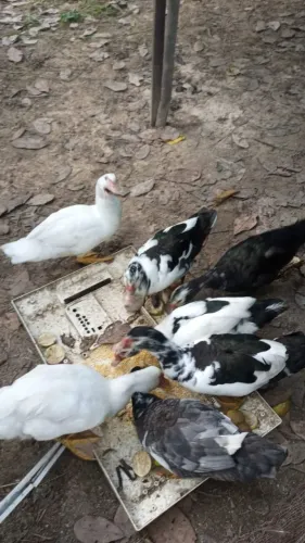 Vende-se patos 