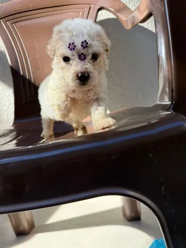 Poodle micro toy feminha 