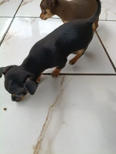 Pinscher 