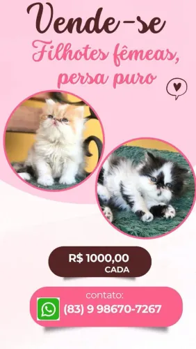  Filhotes de Gatos persa
