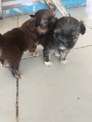 Cachorro shitzu