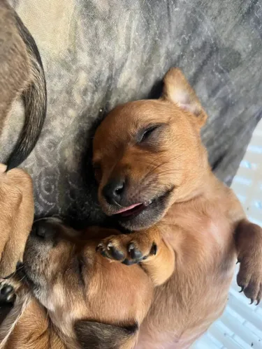 MINIATURA PINSCHER