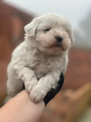 Maltês macho imperdível beleza em 4 patas 