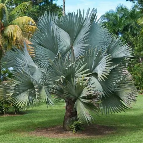 Muda de Palmeira Azul - Bismarckia Nobilis tamanho 40 cm
