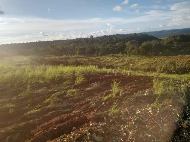 Fazenda 50 Alqueires A venda Barato Barata Tocantins Goias Porto Nacional Pasto Gado Plant