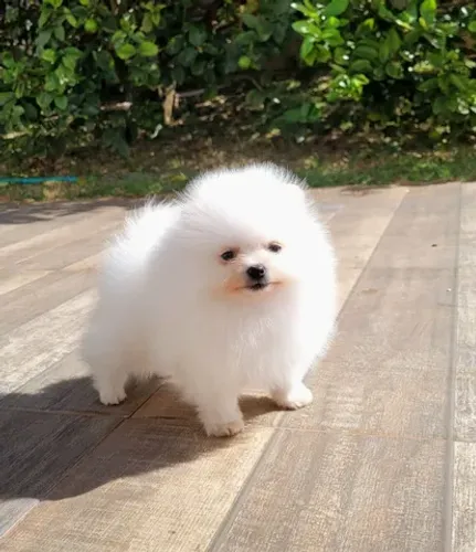 spitz alemão pedigree CBKC 12x sem juros