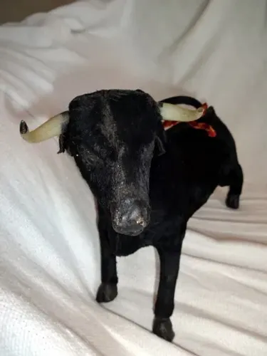 Souvenir da Espanha-Vintage (Item para Colecionador ou Decoração)