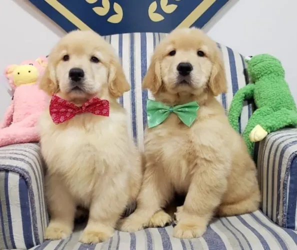 Filhote Golden Retriever, Encha sua vida de alegria com um novo amiguinho peludo!