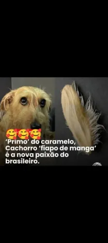 Fiapo de Manga castradas vermífugas e vacinadas