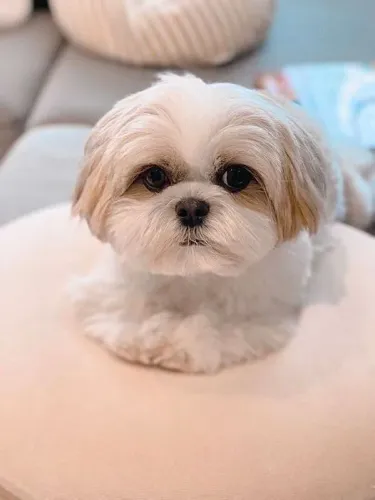 Filhote Shih Tzu Fofo e Charmosoo