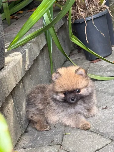 Lulu da Pomerania 
