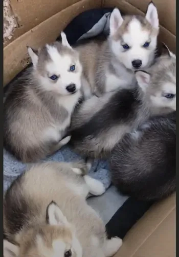 Husky siberiano habil