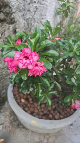 Rosa do Deserto