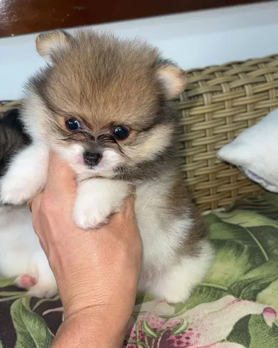  Spitz Alemão disponível. Prontinho para te fazer companhia.