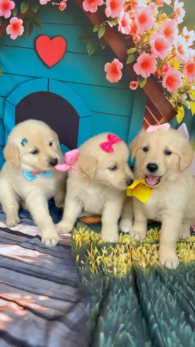 Golden Retriever Fêmea douradinha para alegrar sua família 