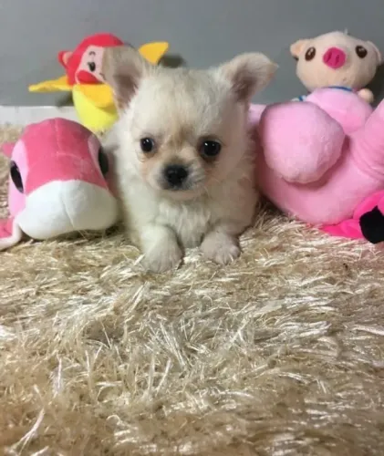 Chihuahua pelo longo macho - Cães de alta linhagem, adquira de loja física - Venâncio