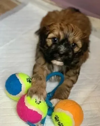 Lhasa Apso Pequeno Fêmea com Porte Elegante e Sofisticado