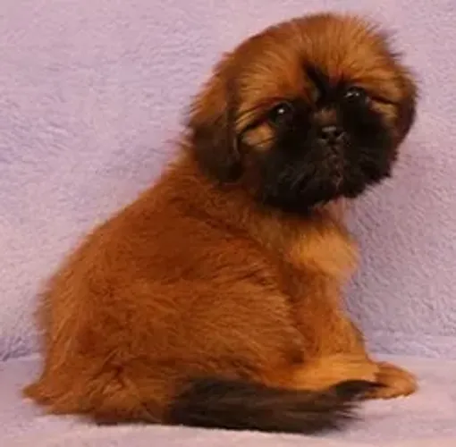 Shih-Tzu Macho Liver and White: O Melhor Companheiro de Todos os Tempos!