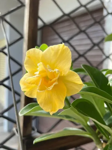 Rosa do deserto simples e dobrada cores variadas