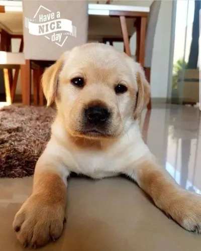 Filhote Labrador caramelo com champanhe 