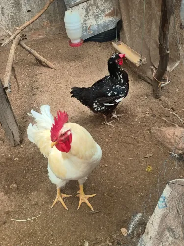 Casal Galinha sertaneja balão