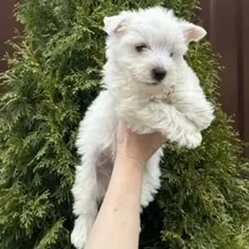 West Terrier Filhote Muito Carinhoso Branco