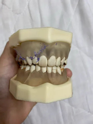 Manequim de periodontia (orais)