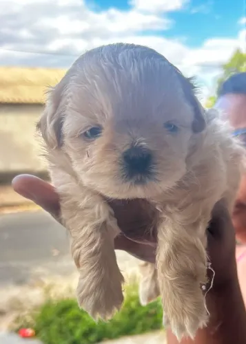 Vendo filhote de shih-tzu mini fêmea