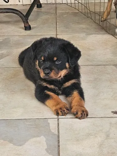 Rottweiler Um filhote cheio de energia, carinho e companheirismo