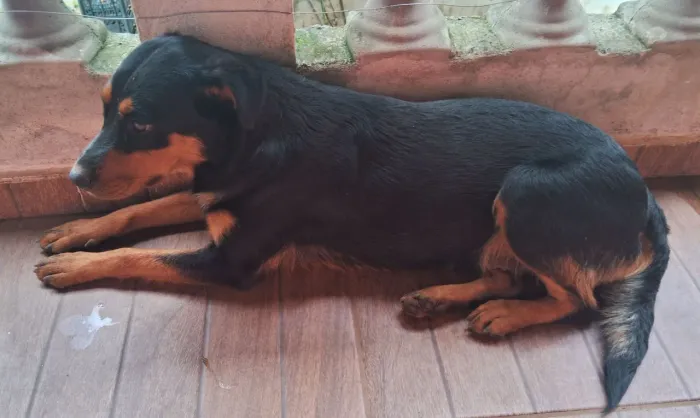 Doação Rottweiler