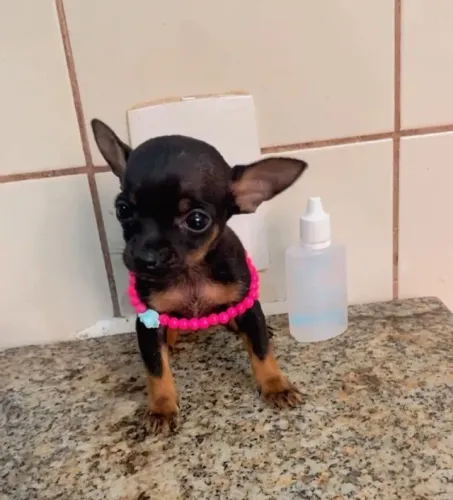 Pinscher 0 -Não pedimos sinal /Compra segura 24 horas 