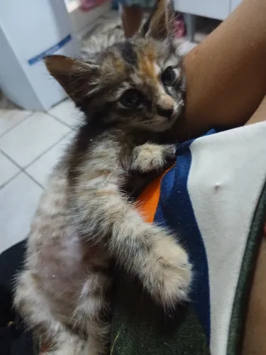 Adoção 