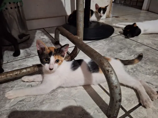 Gatinha pra doação