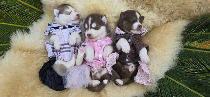 Lindos Filhotes de Husky Siberiano em Sapiranga/RS! ?