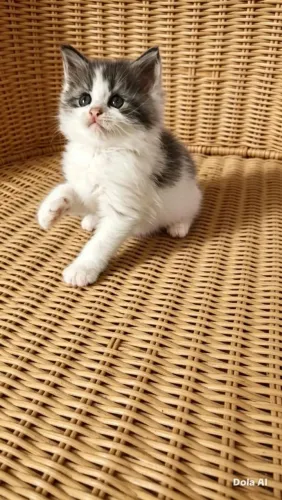Gato Maine coon