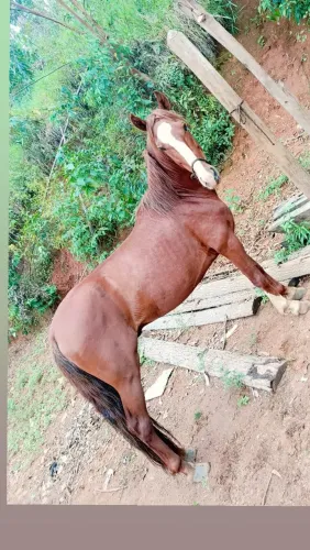 Cavalo forte pra cavalgada 