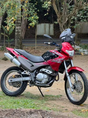 Falcon linda e maravilhosa