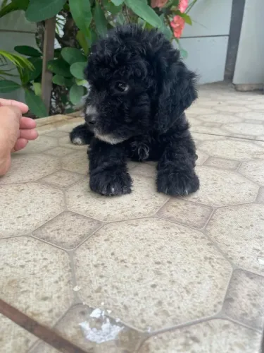 Poodle pretinho machinho 