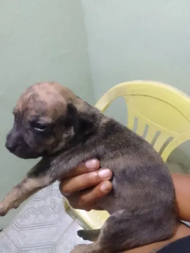 Filhote de cachorro pirchi