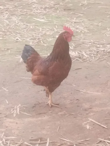 Frangos galinhas e perus