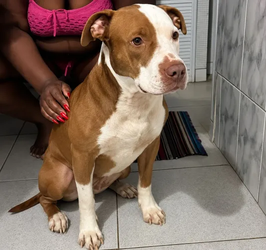 Vendo filhotes de Pit Bull