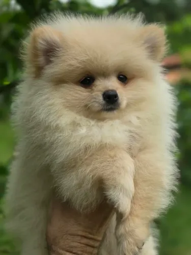 Lulu da pomerania