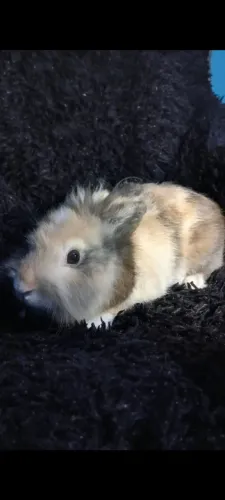 Mini coelhos