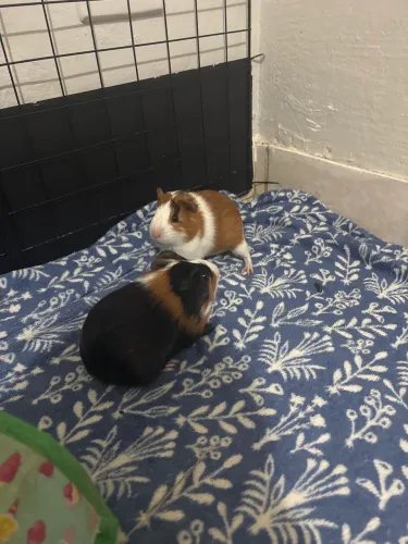 Vendo porquinho da índia com 45 dias