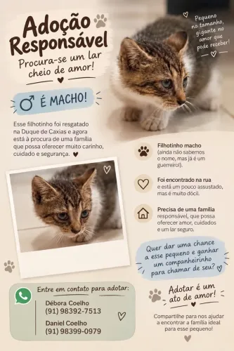 Doação Gato Macho