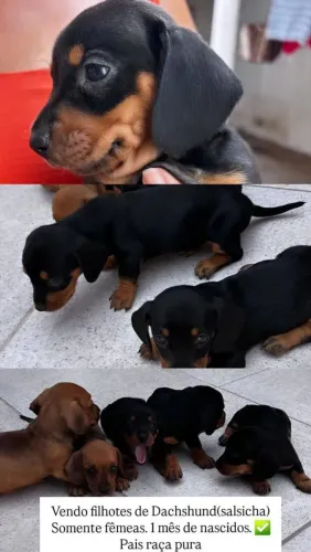 Filhotes de DACHSHUND salsicha raça pura